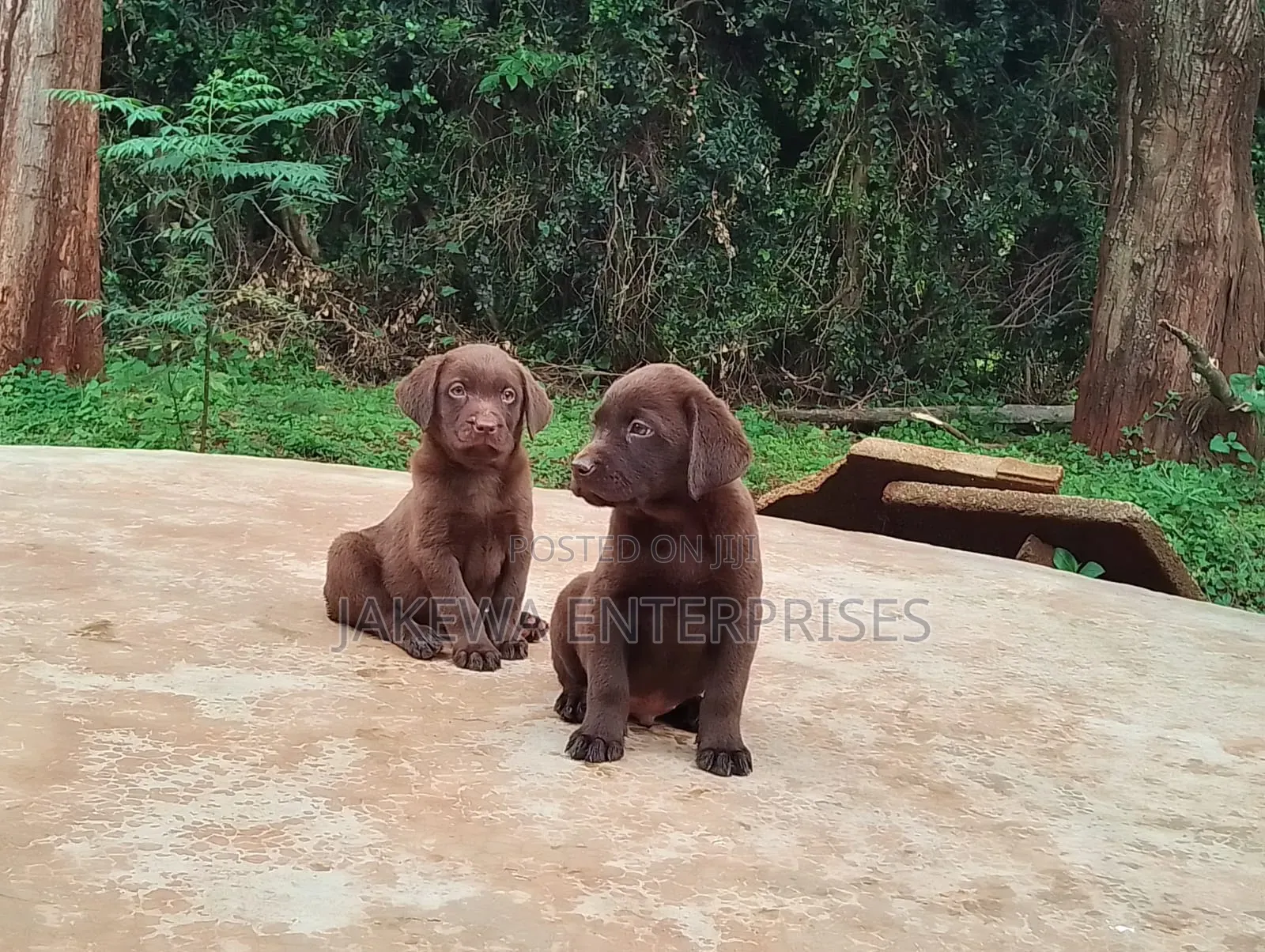 1-3 months Male Purebred Labrador Retriever