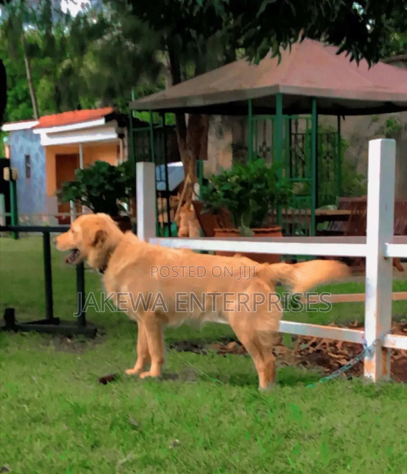 1+ year Male Purebred Golden Retriever