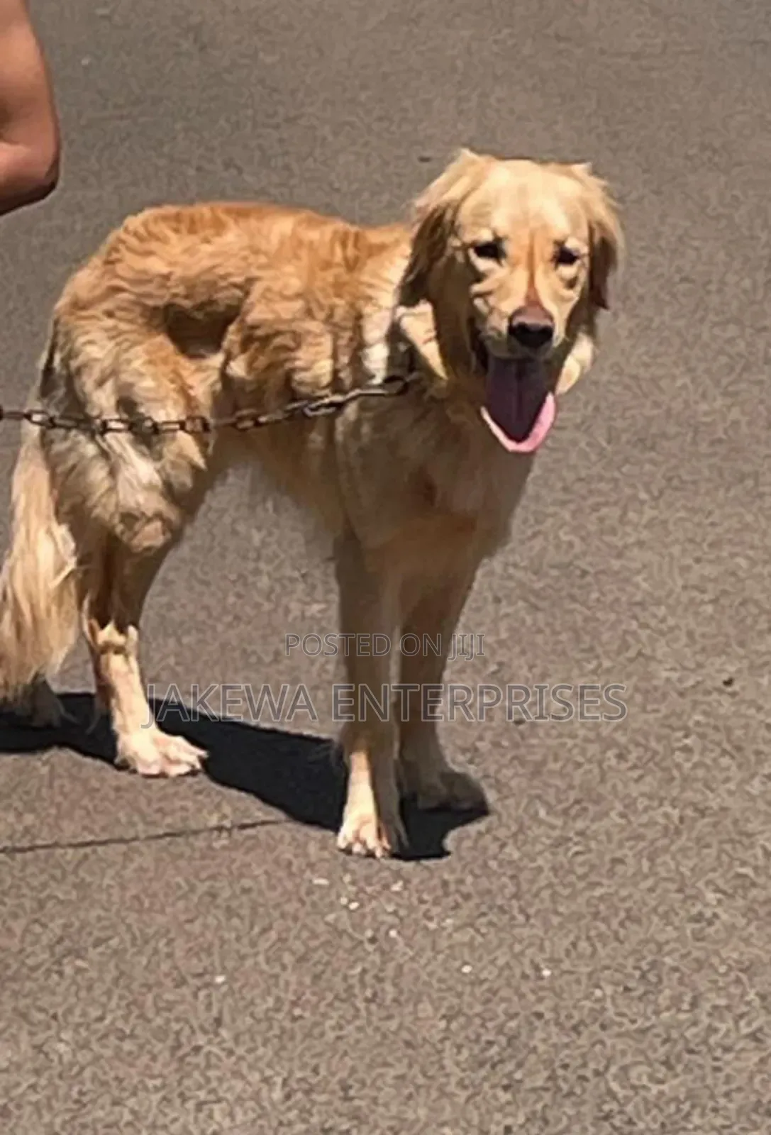 1+ year Male Purebred Golden Retriever