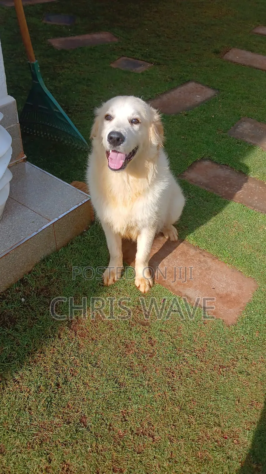 3-6 months Male Purebred Golden Retriever