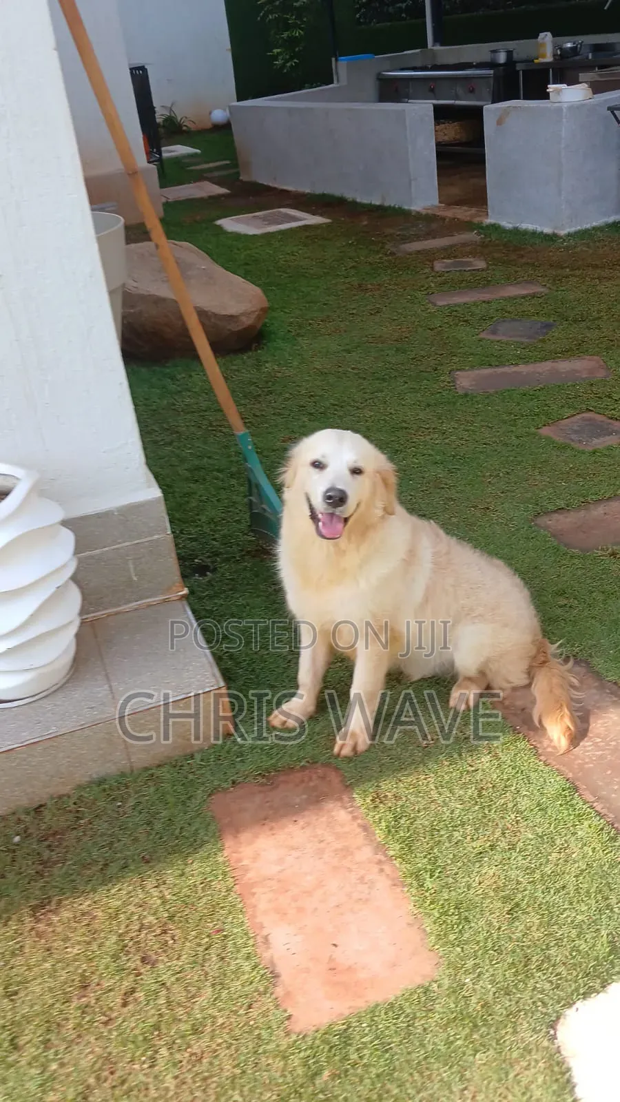3-6 months Male Purebred Golden Retriever