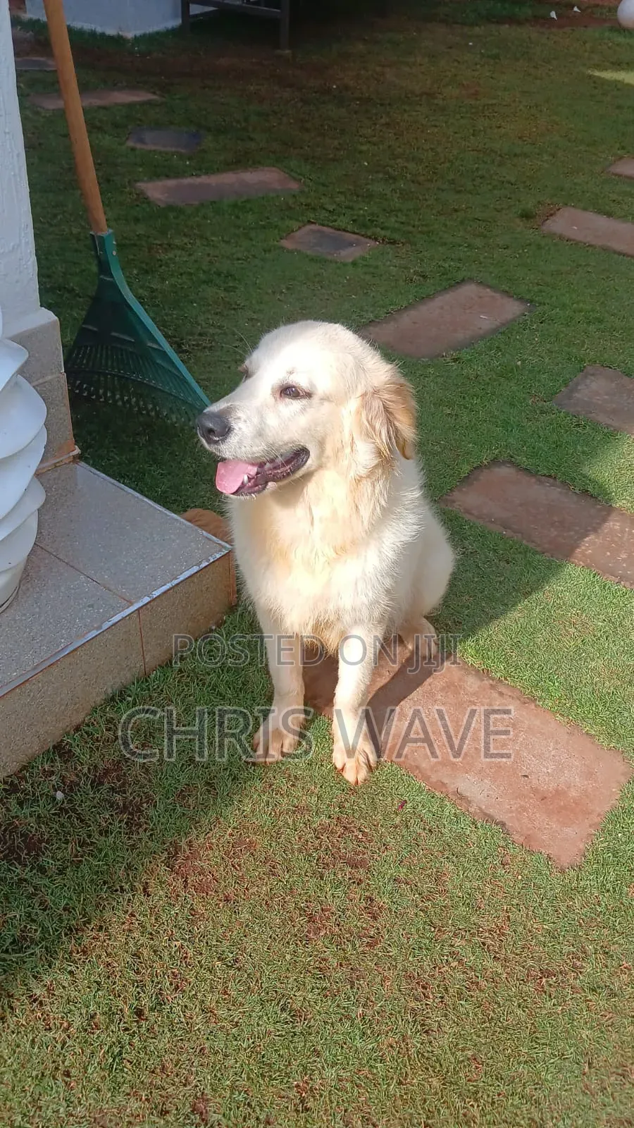 3-6 months Male Purebred Golden Retriever