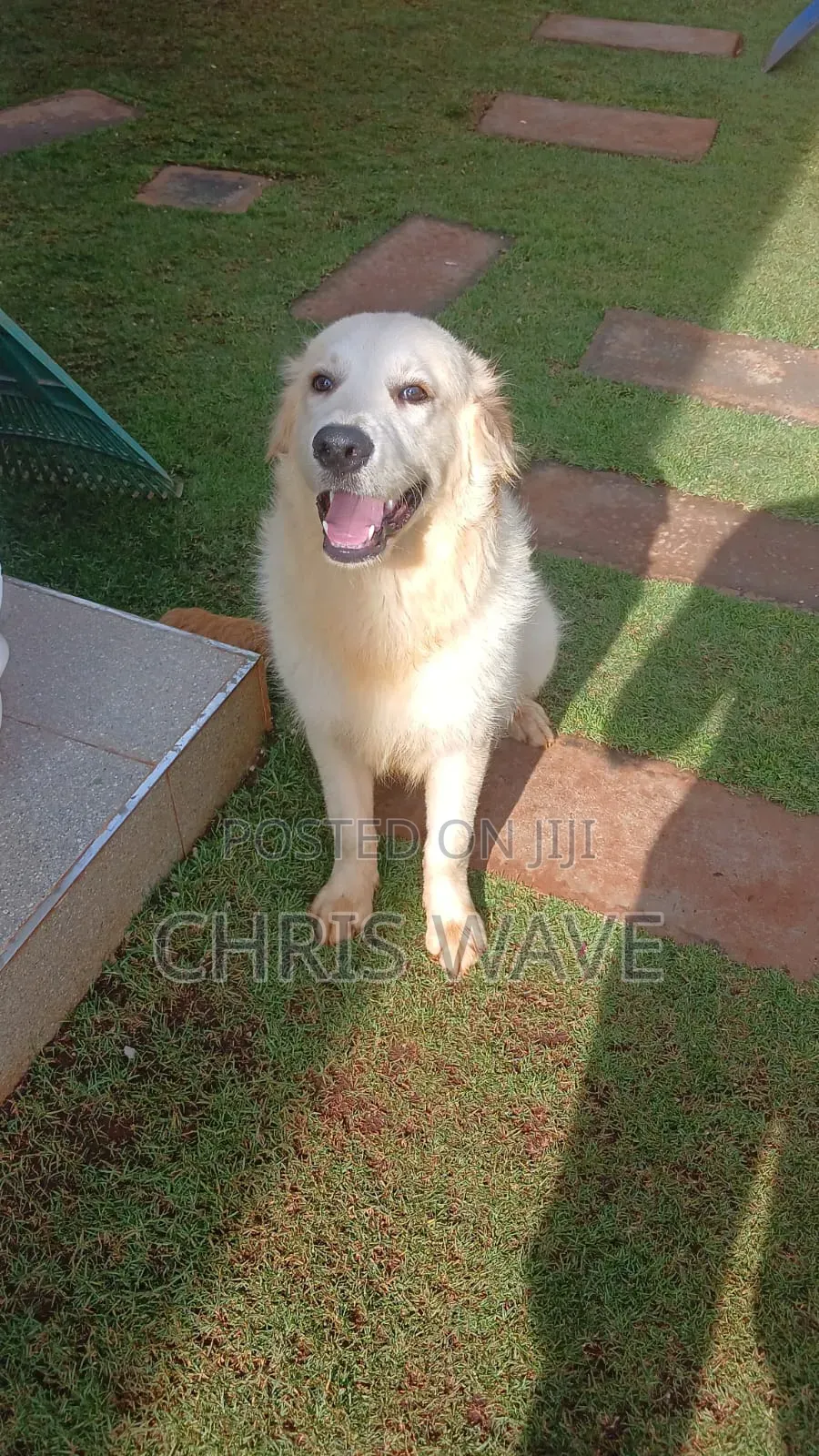 3-6 months Male Purebred Golden Retriever