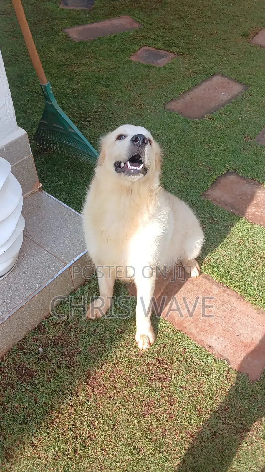 3-6 months Male Purebred Golden Retriever