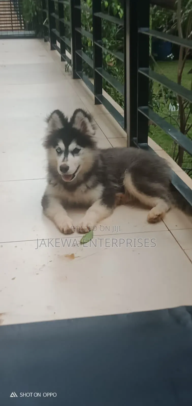1-3 months Male Purebred Siberian Husky