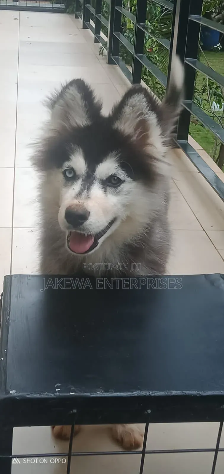 1-3 months Female Purebred Siberian Husky