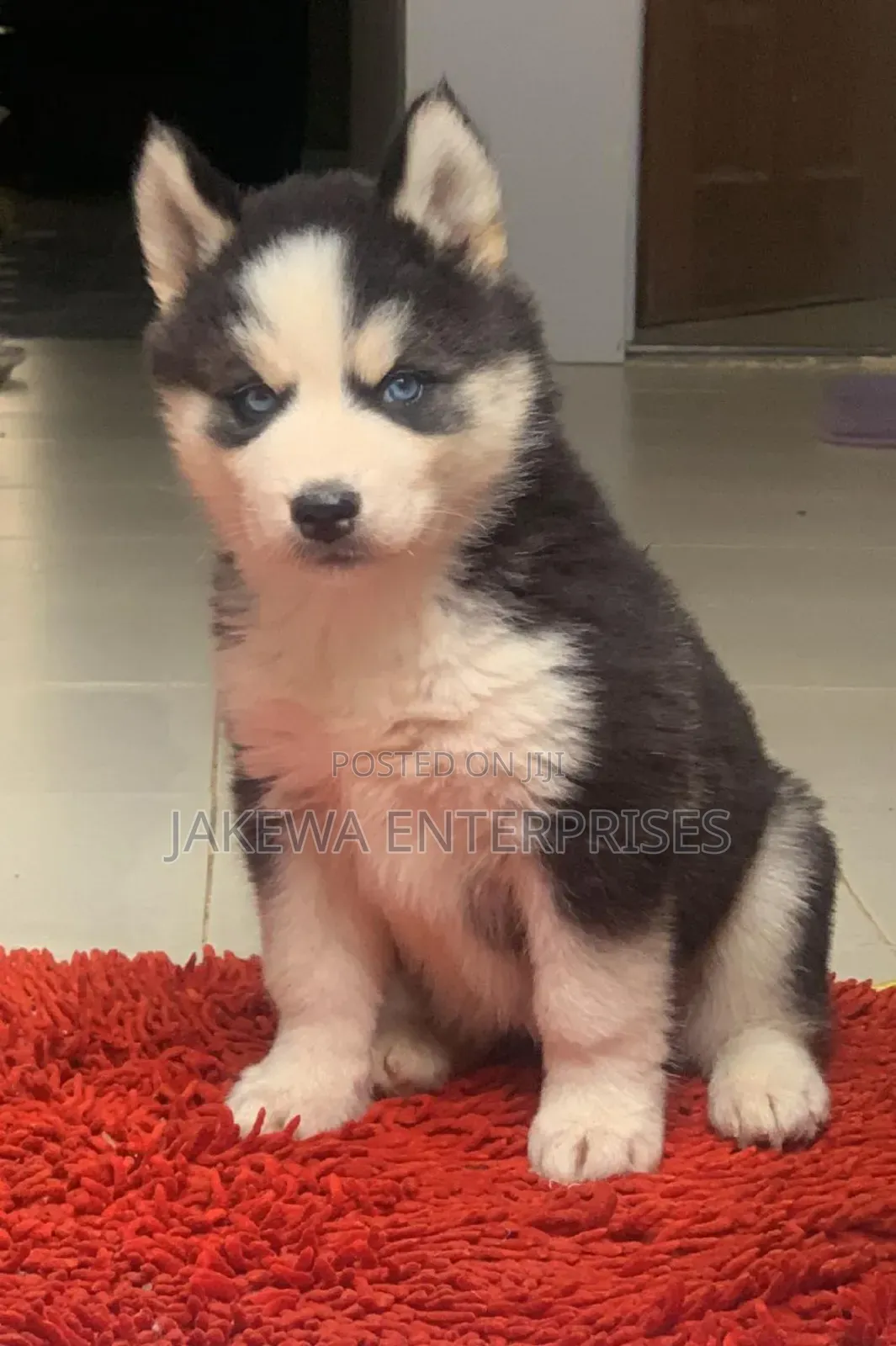 1-3 months Male Purebred Siberian Husky