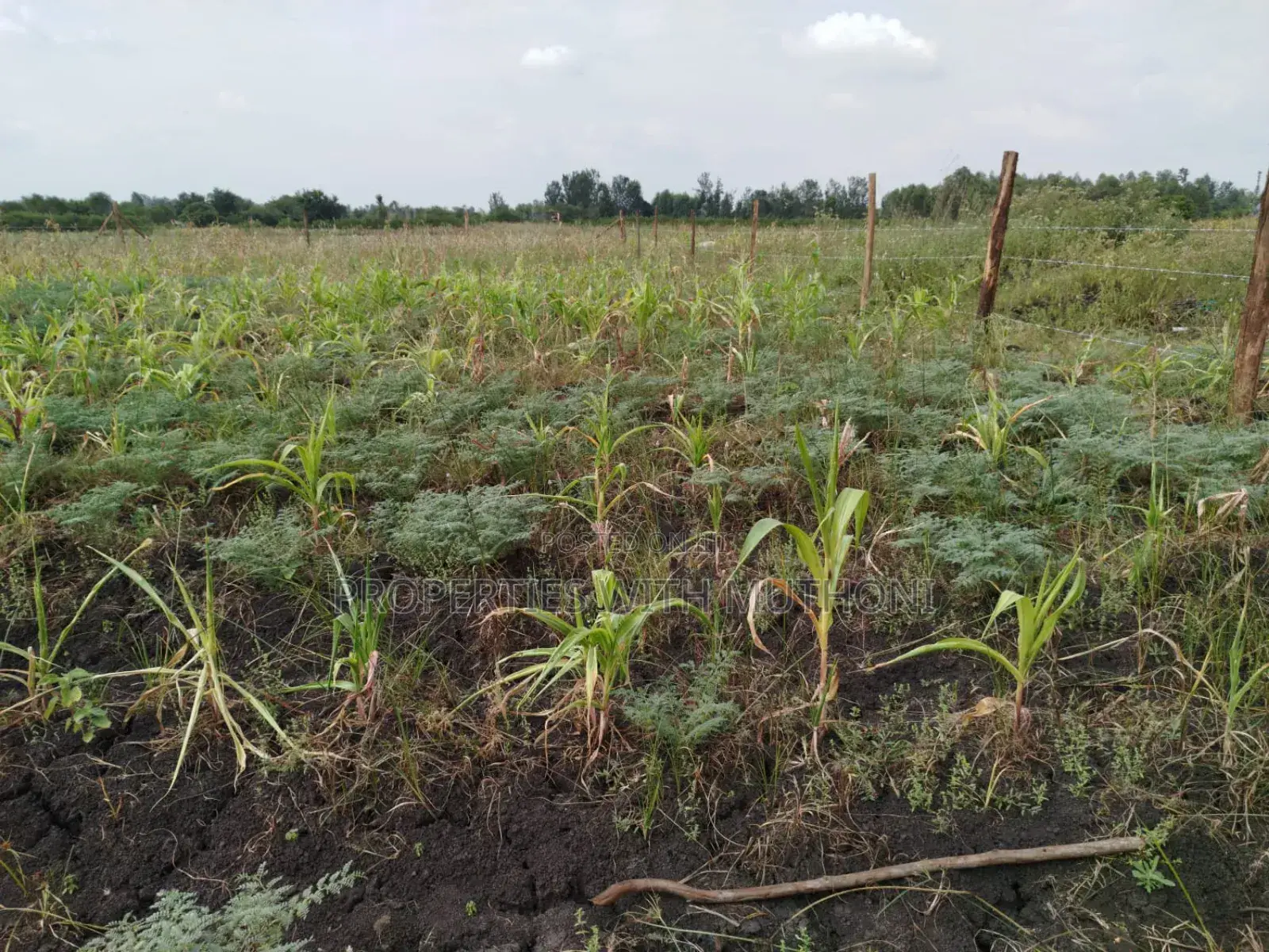 1/2 Acre for Sale in Kandongu, Mwea, Kirinyaga.