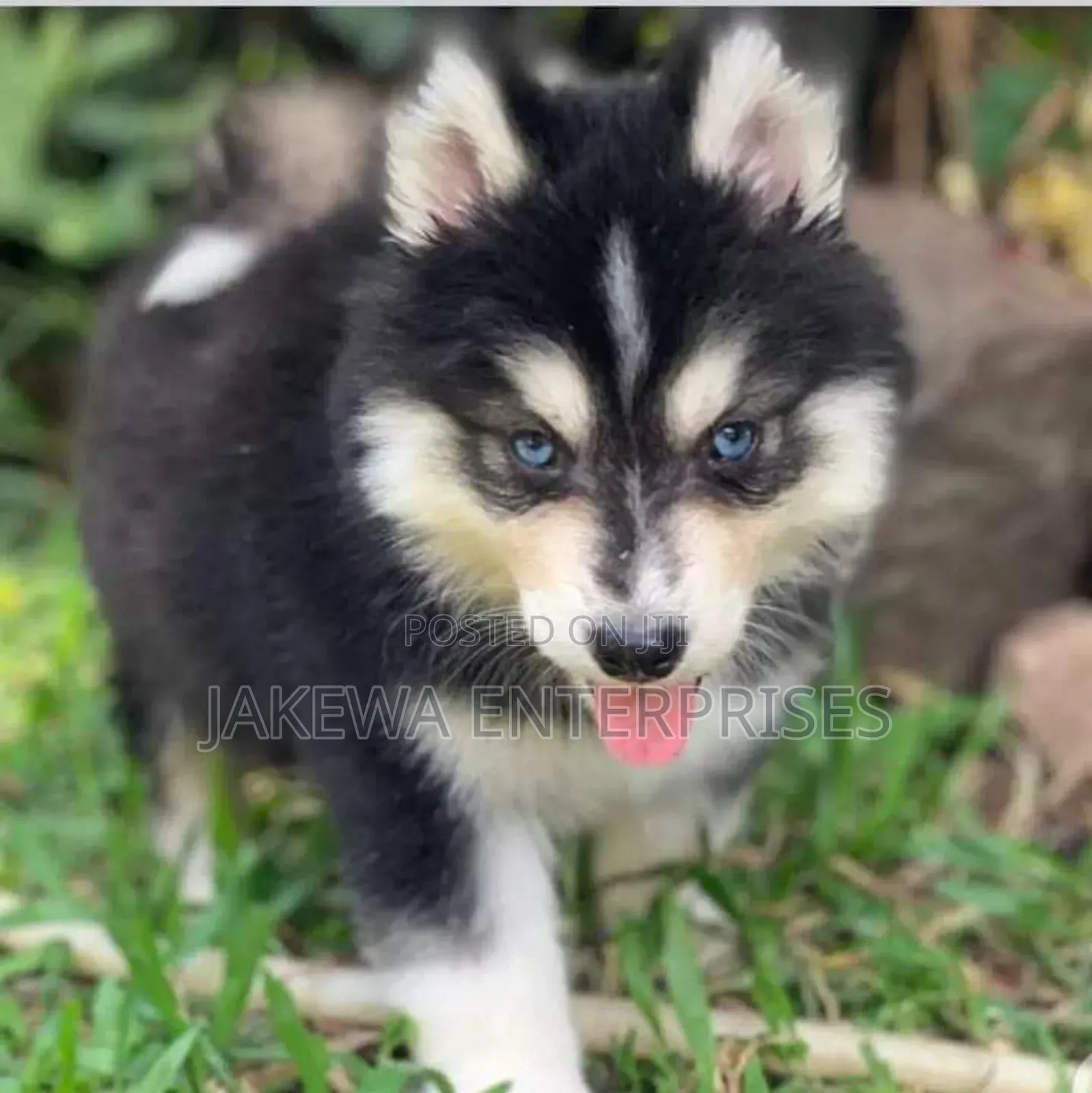 1-3 months Male Purebred Siberian Husky