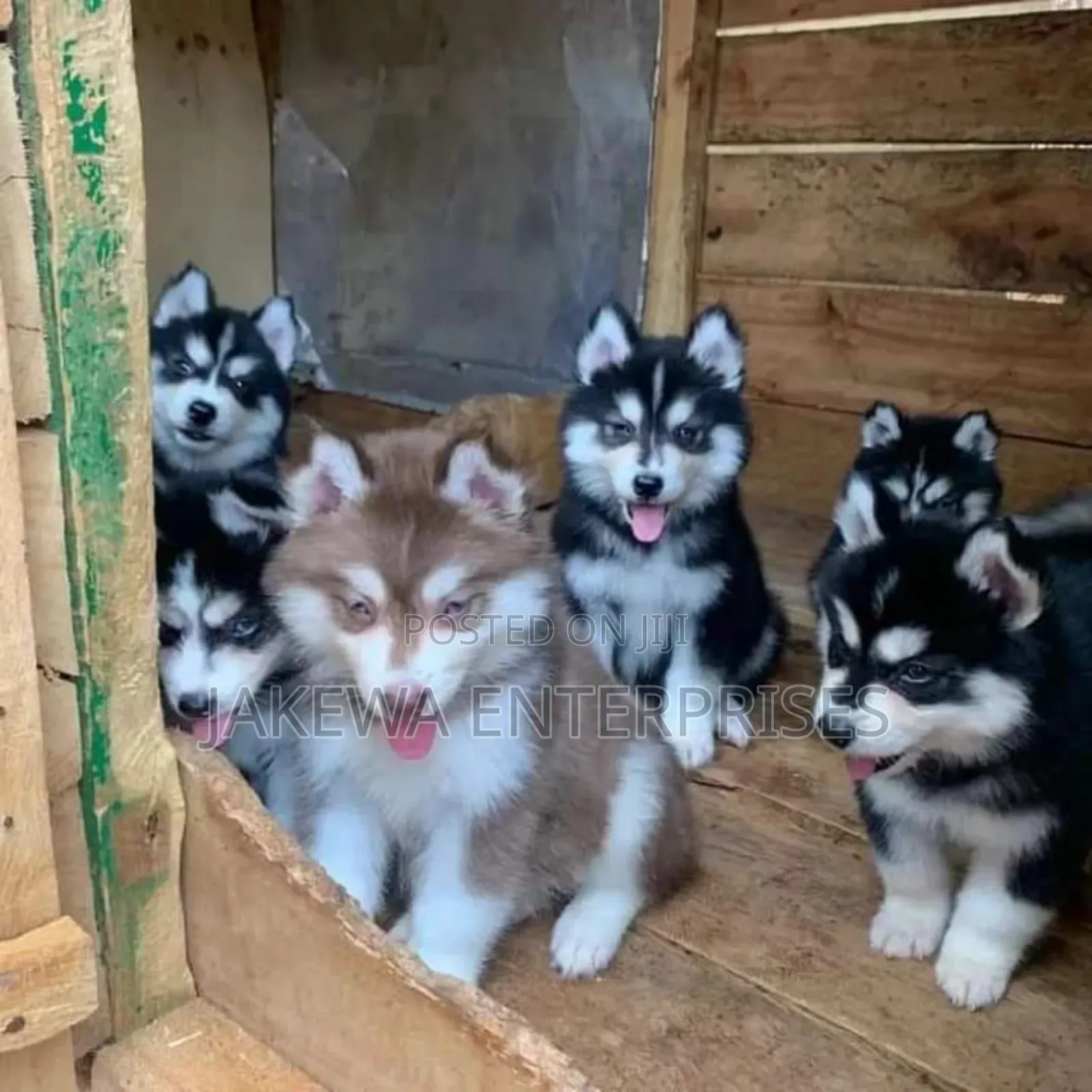 1-3 months Male Purebred Siberian Husky