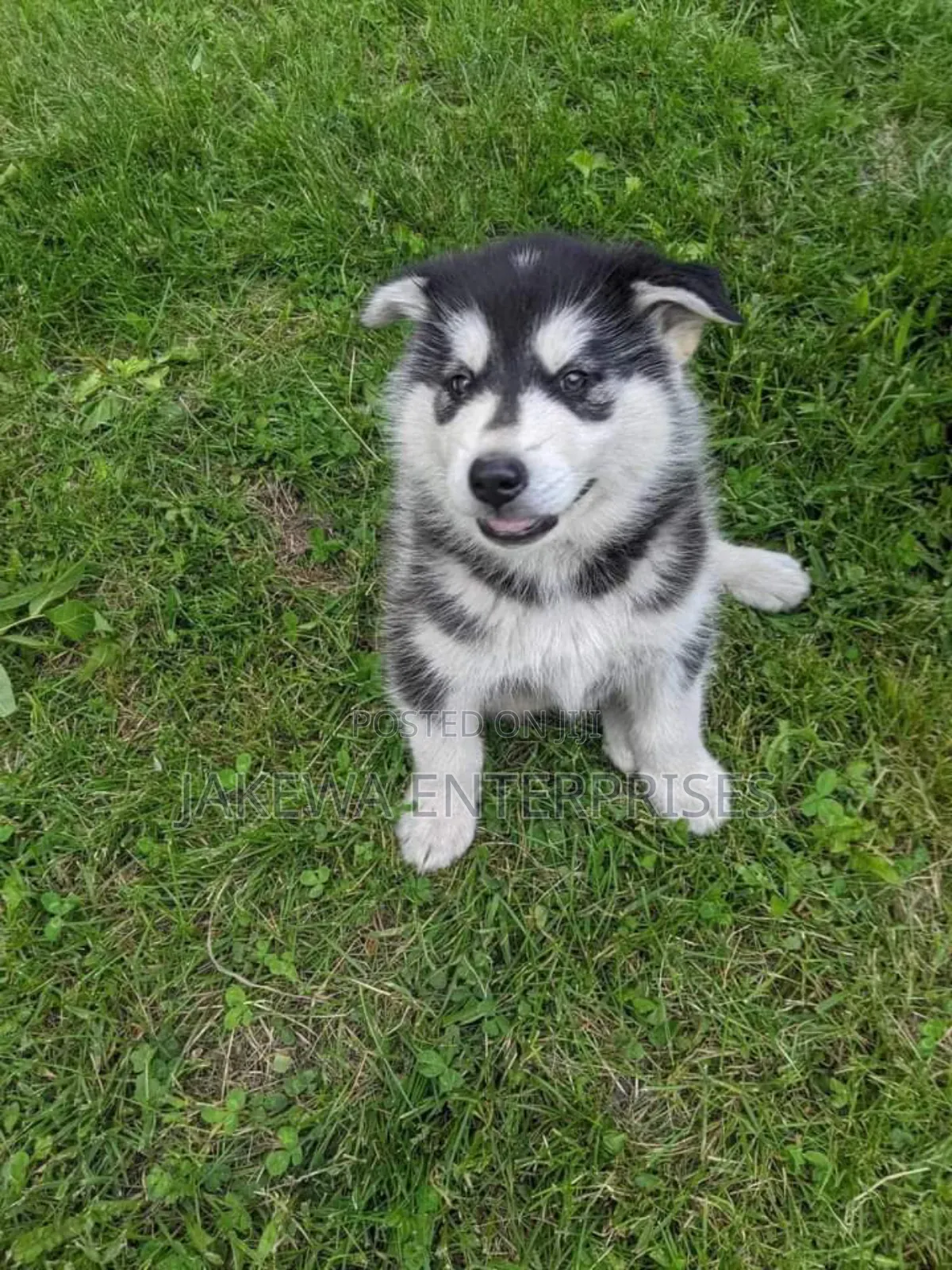 1-3 months Female Purebred Siberian Husky