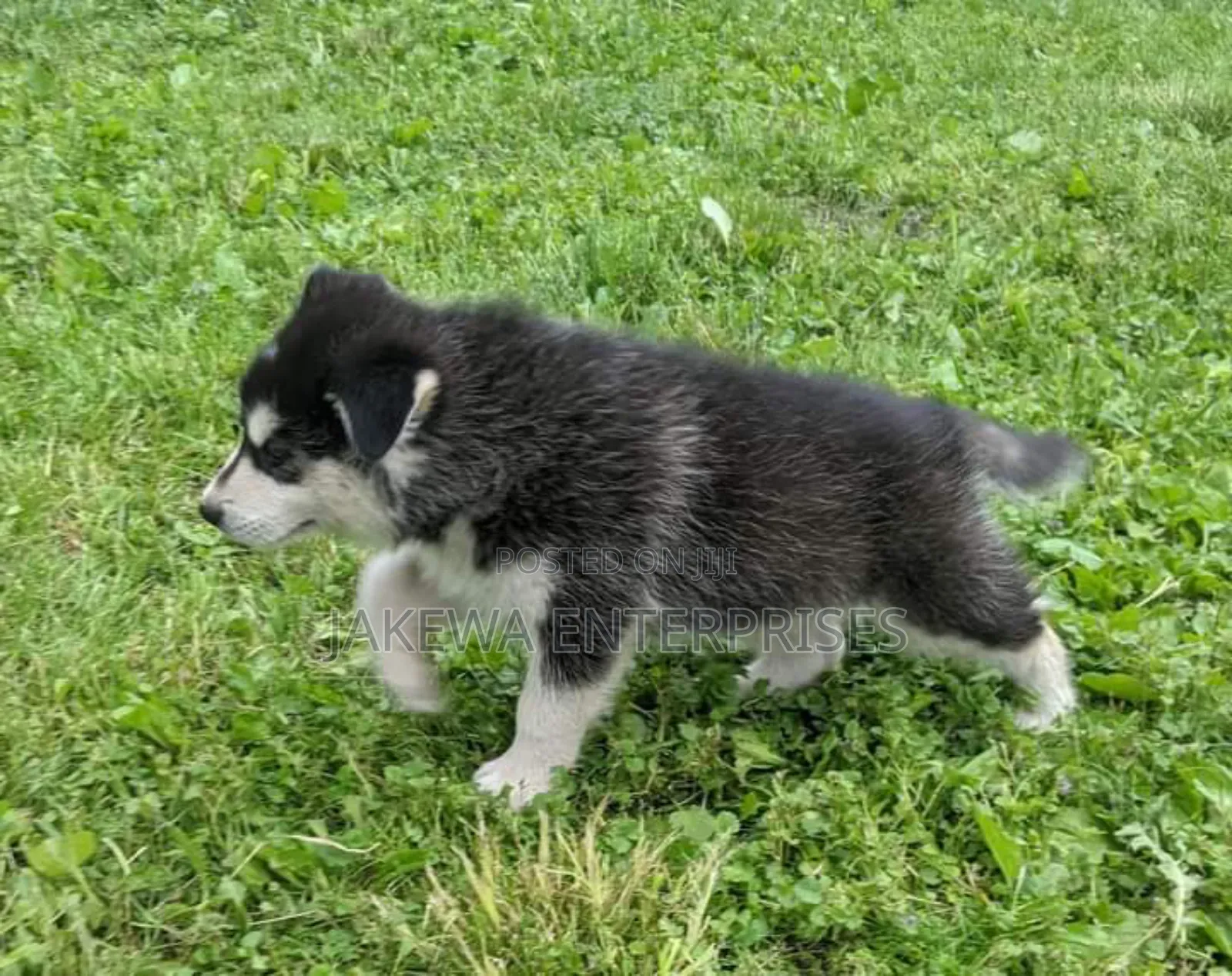 1-3 months Male Purebred Siberian Husky