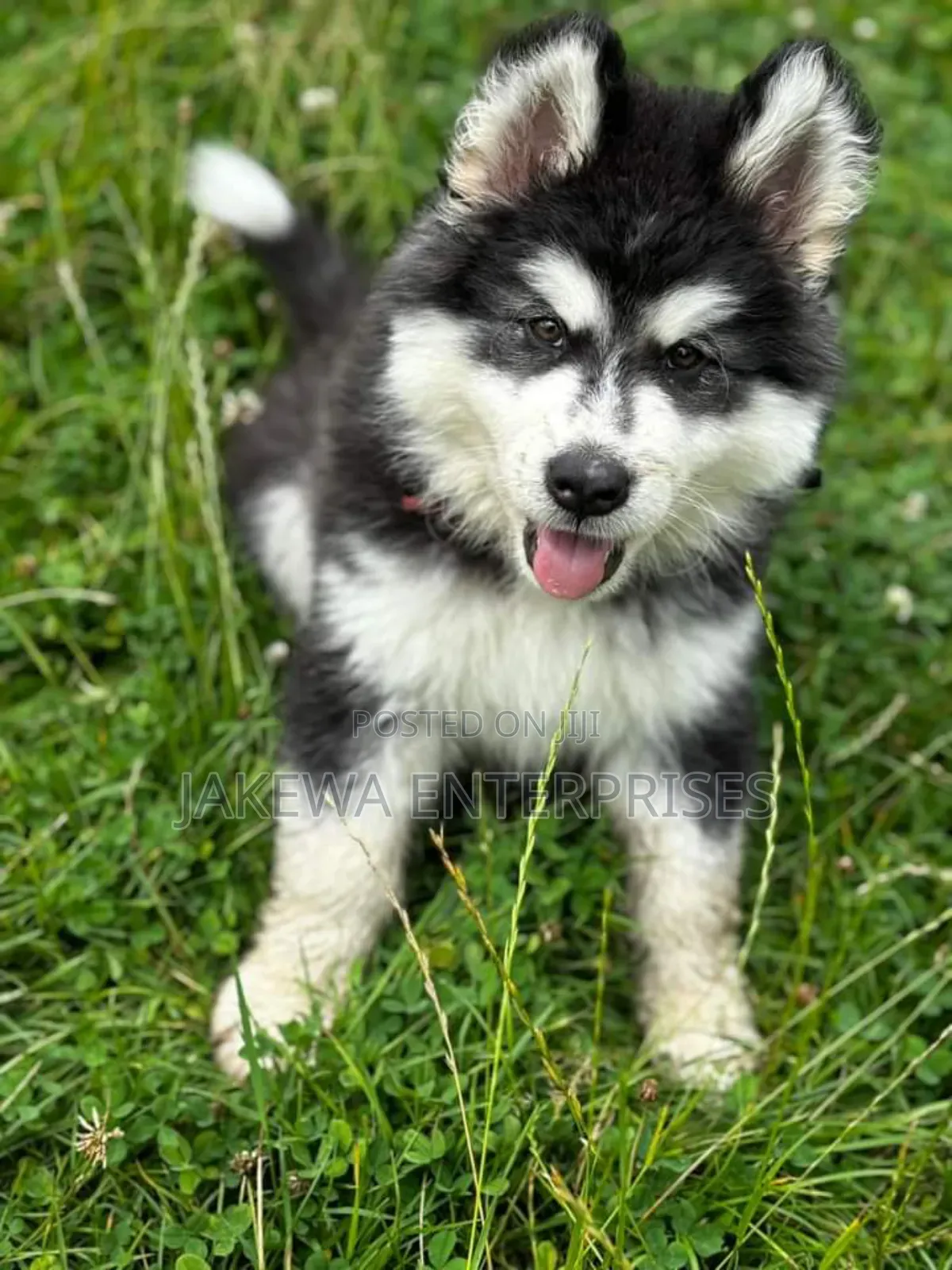 1-3 months Female Purebred Siberian Husky