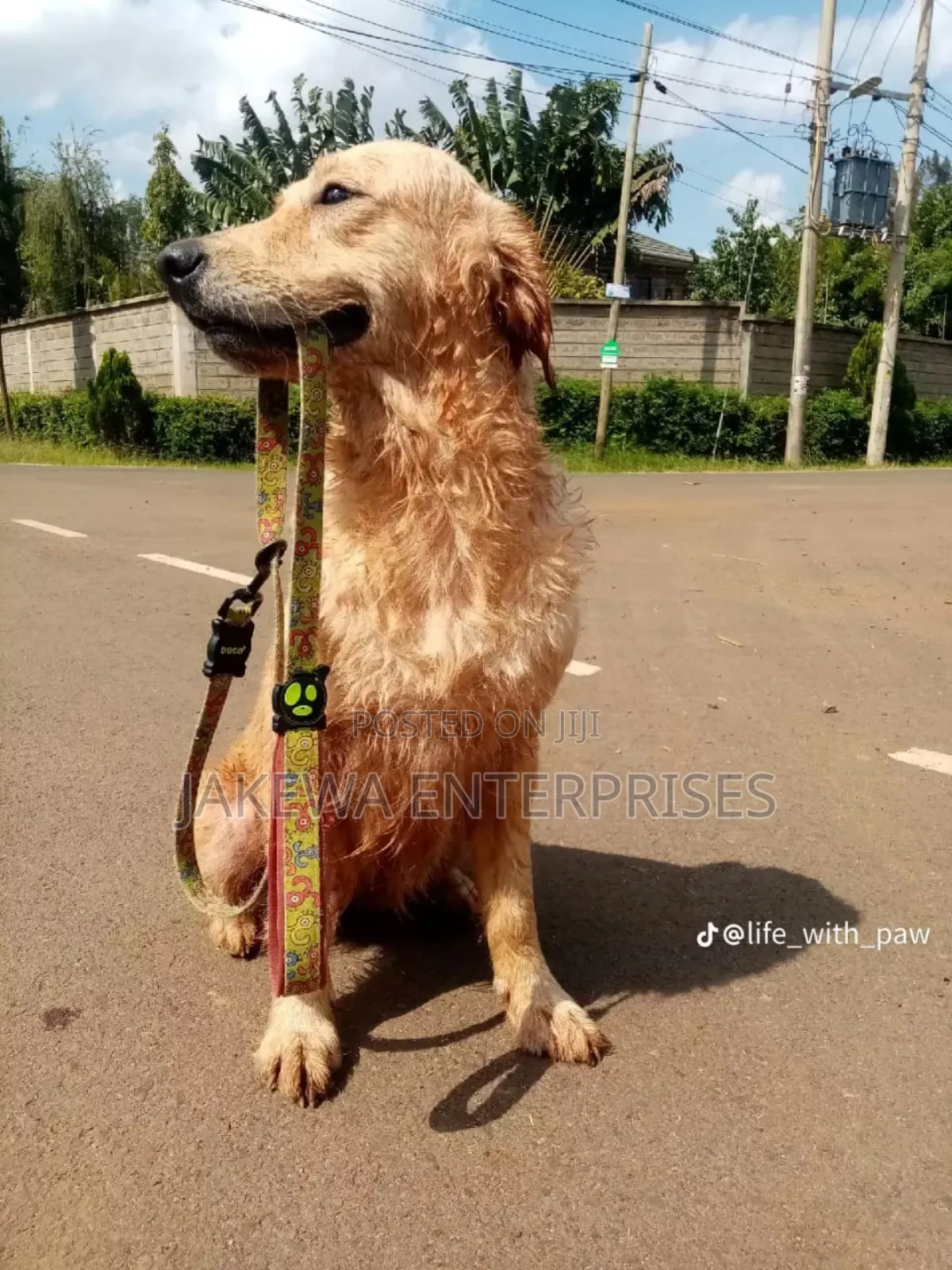 1+ year Female Purebred Golden Retriever