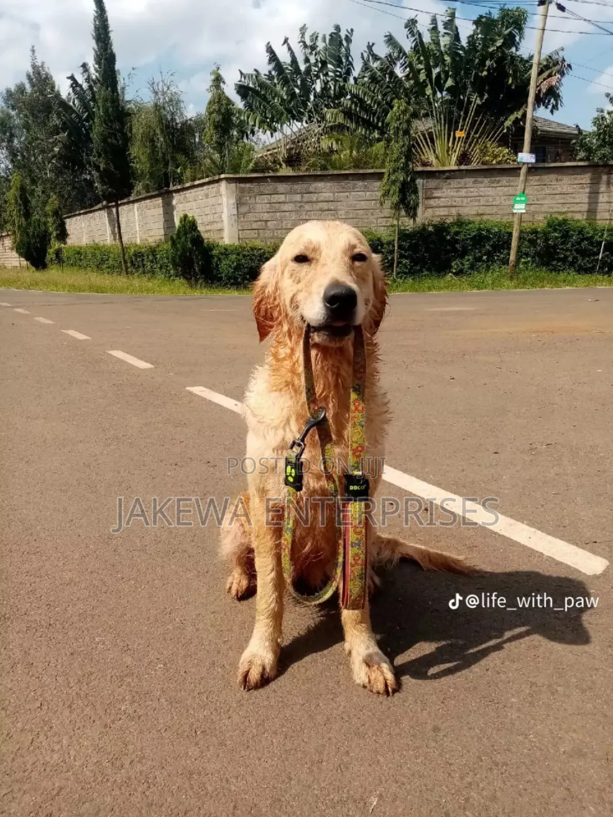 1+ year Female Purebred Golden Retriever