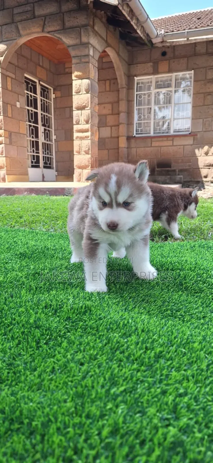 1-3 months Male Purebred Siberian Husky