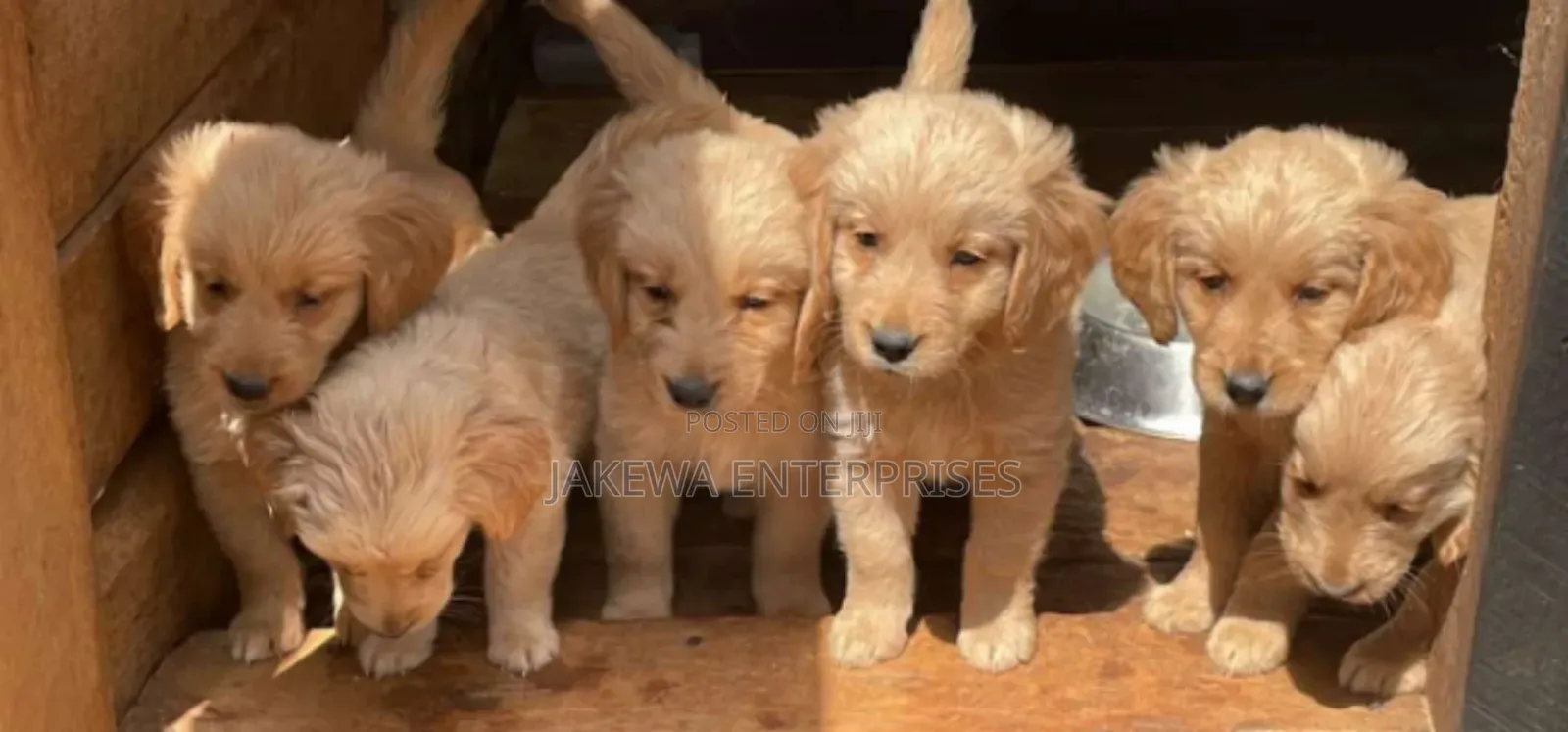 1-3 months Male Purebred Golden Retriever