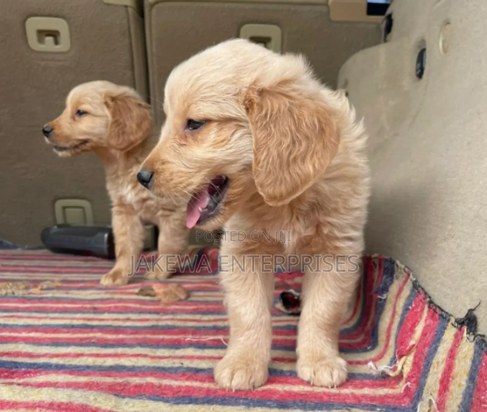 1-3 months Female Purebred Golden Retriever