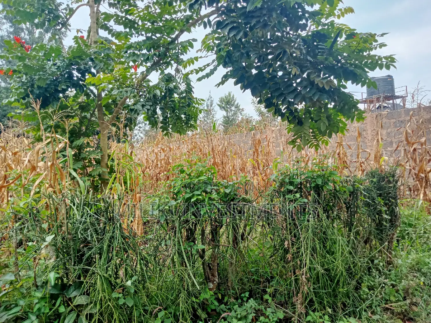 50 by 100 Plot on Sale at Sabasaba