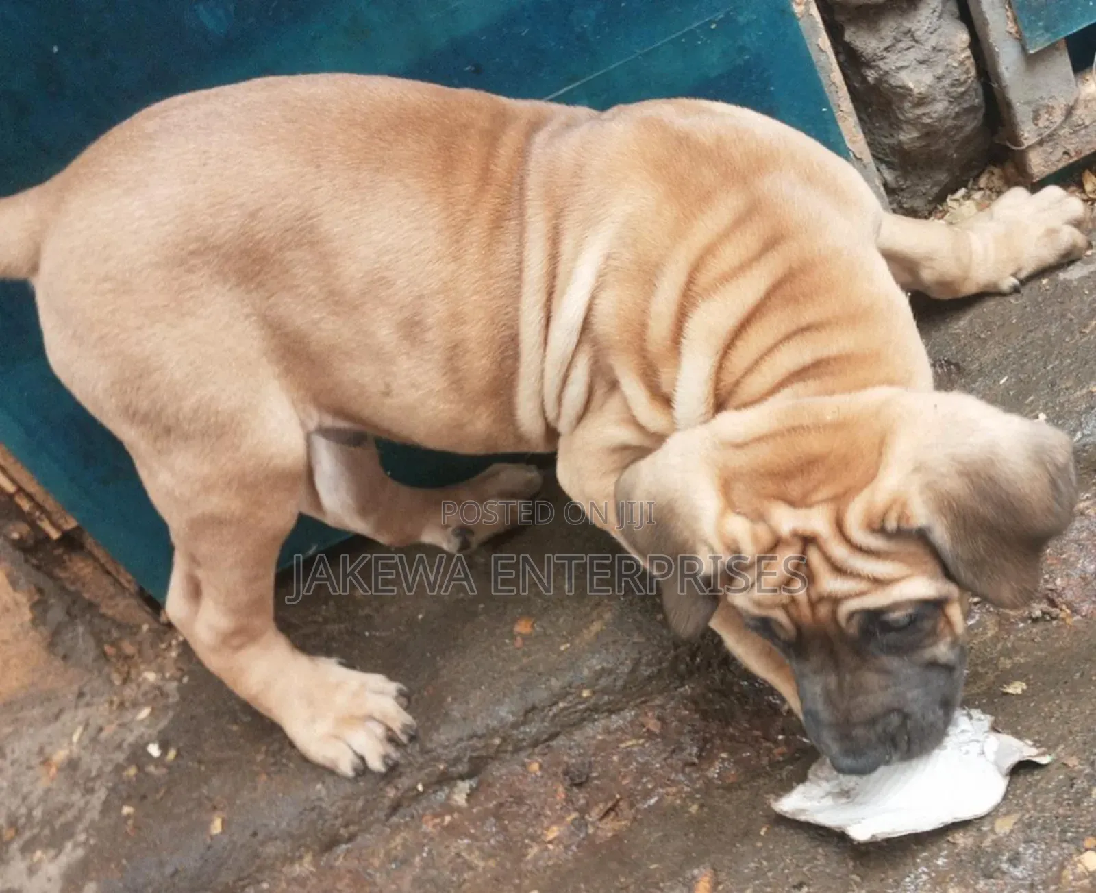 1-3 months Female Purebred Boerboel