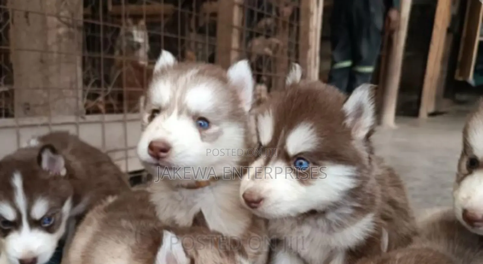 1-3 months Male Purebred Siberian Husky