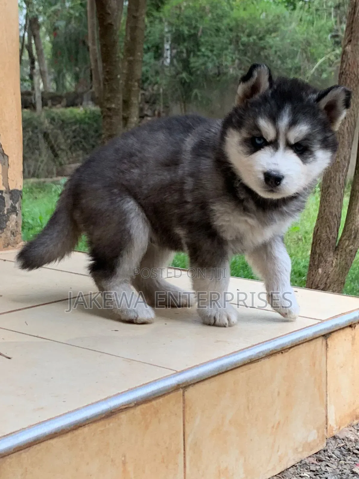1-3 months Female Purebred Siberian Husky