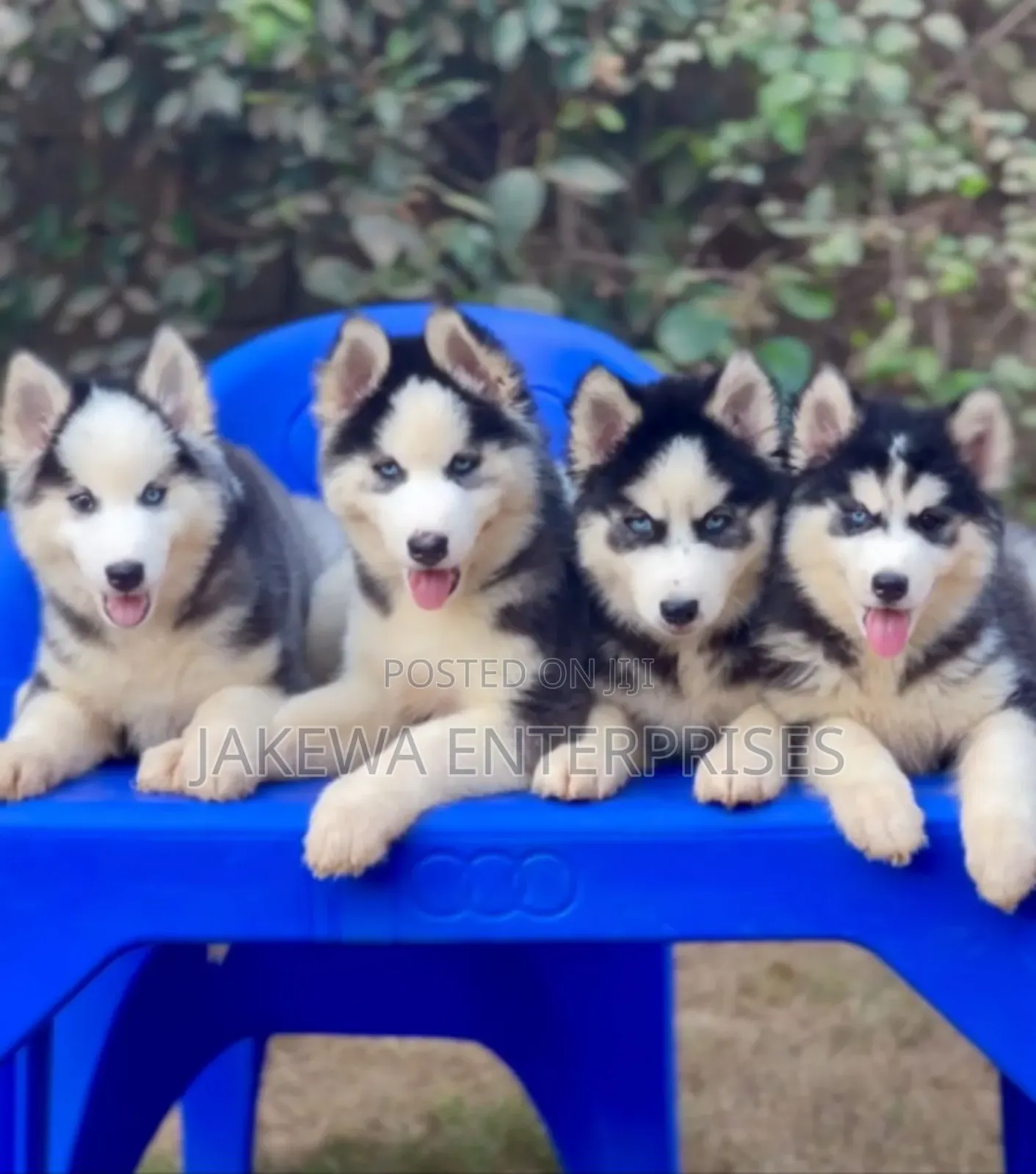 1-3 months Male Purebred Siberian Husky