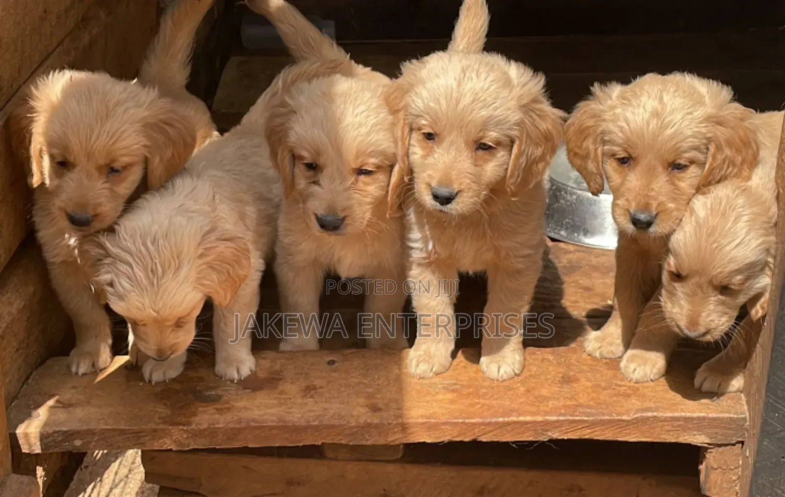 1-3 months Male Purebred Golden Retriever