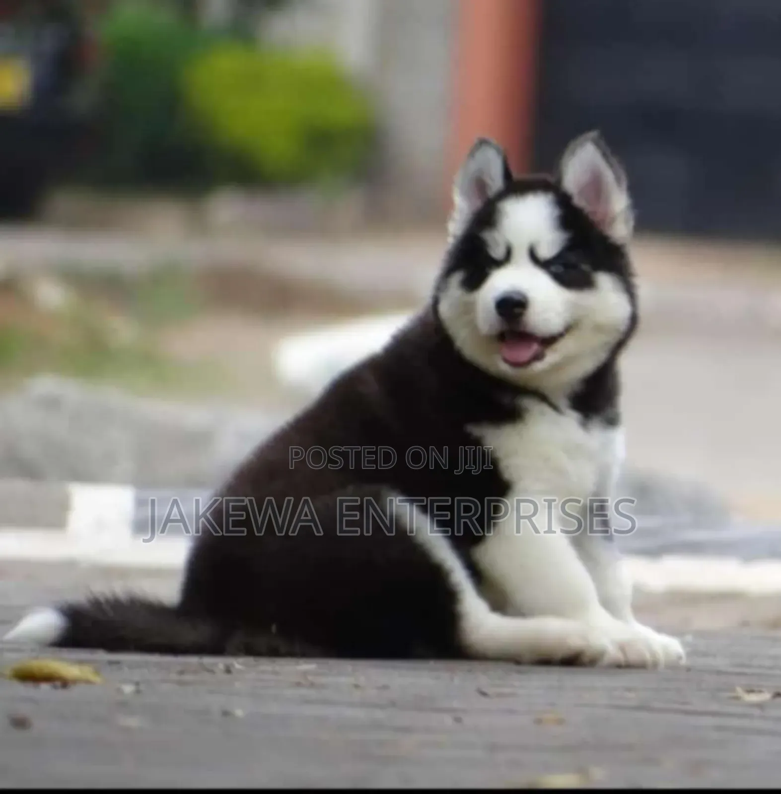 1-3 months Male Purebred Siberian Husky