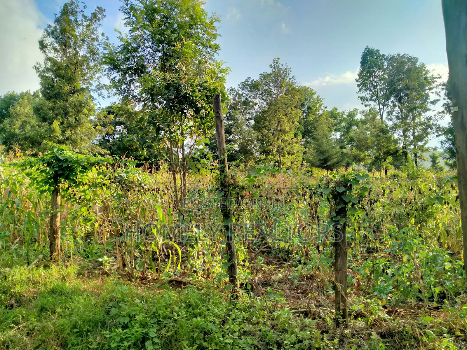 Residential Quarter Acre Plot in Ngong Lemiso Rd