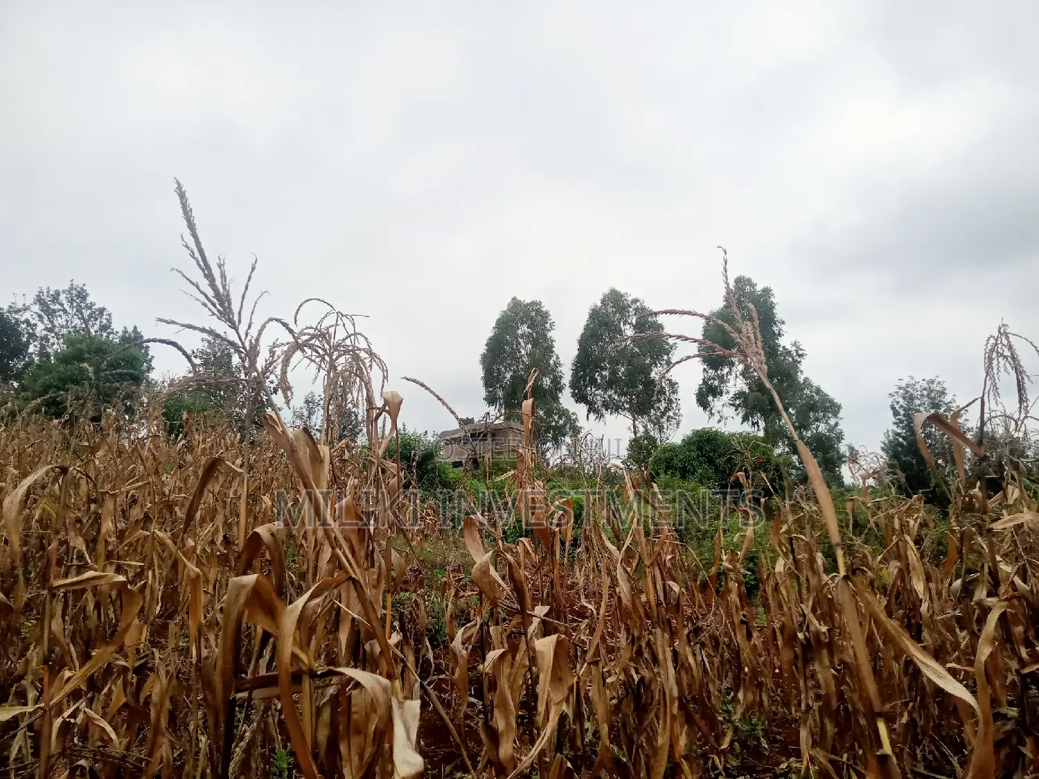 40 by 80 Plots on Sale at Kenol-Zabka