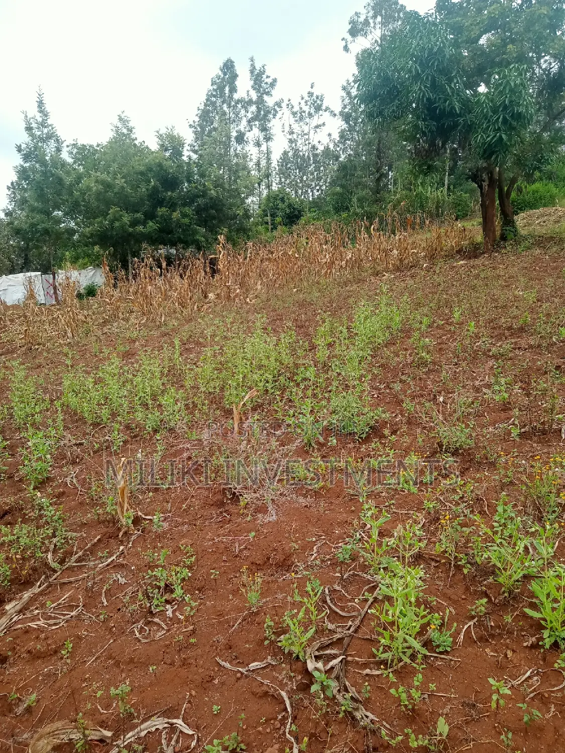 40 by 80 Plots on Sale at Kenol-Zabka