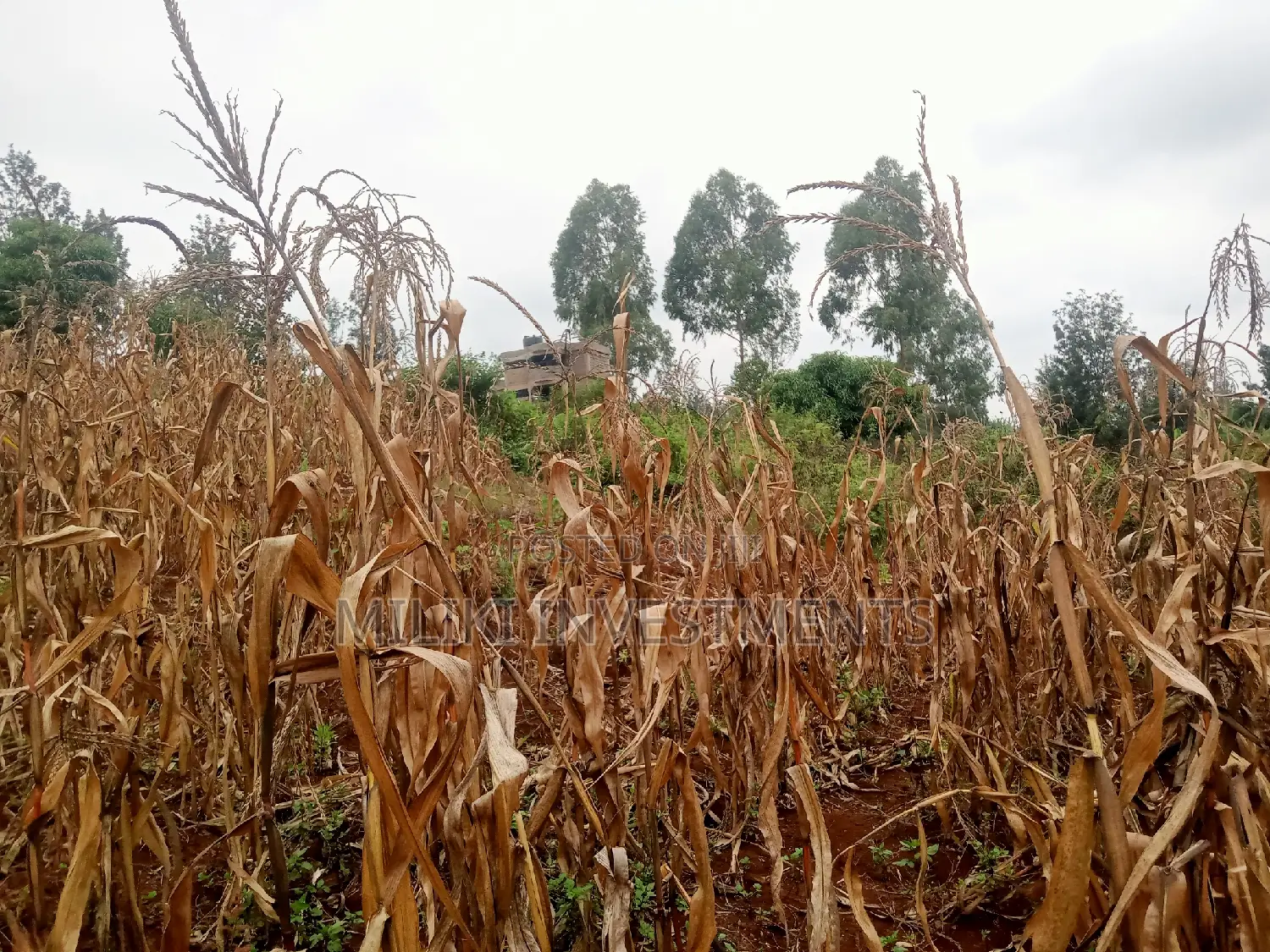 40 by 80 Plots on Sale at Kenol-Zabka