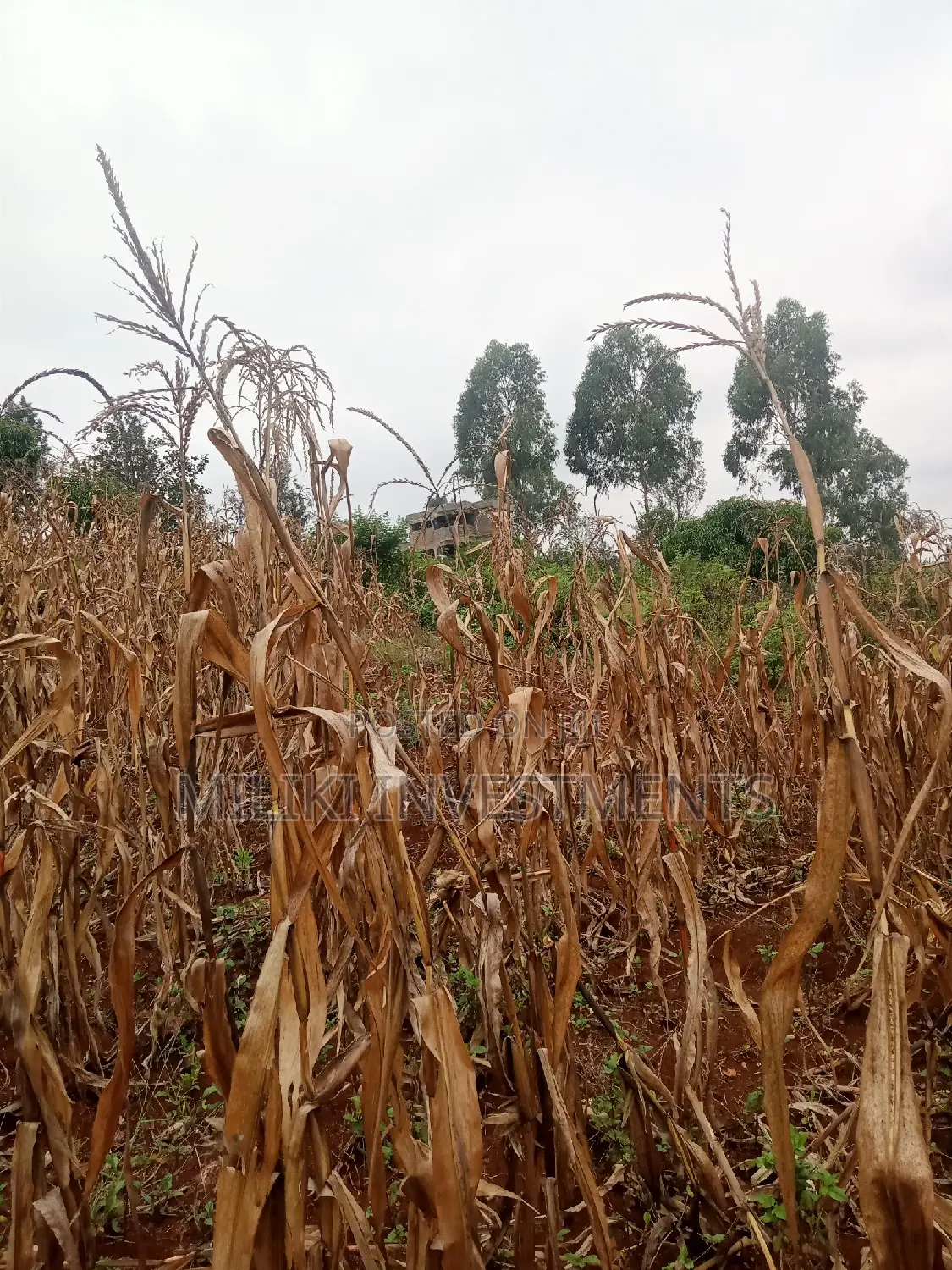 40 by 80 Plots on Sale at Kenol-Zabka