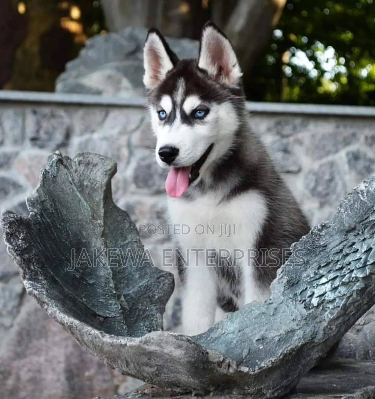 1-3 months Male Purebred Siberian Husky
