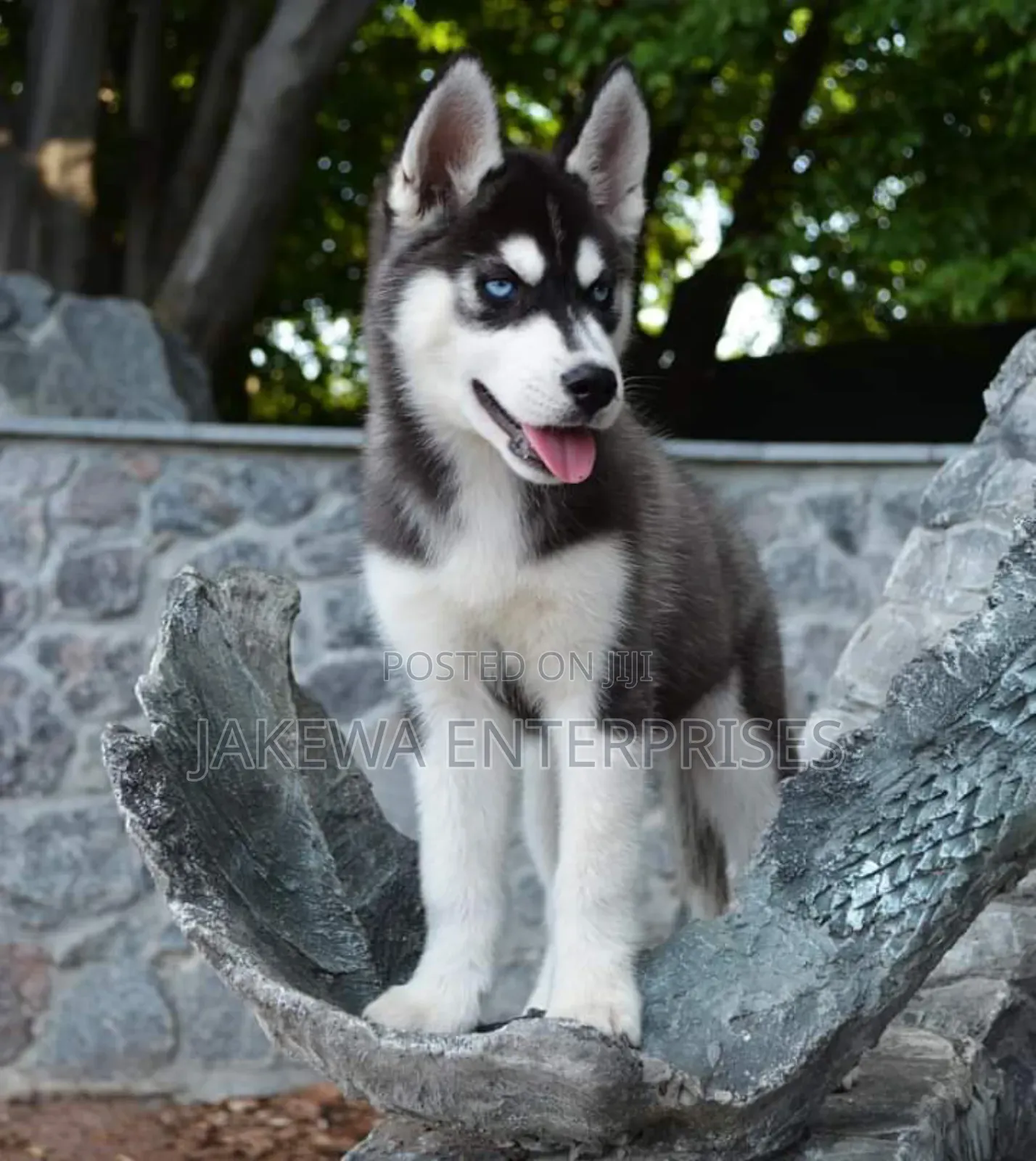 1-3 months Female Purebred Siberian Husky