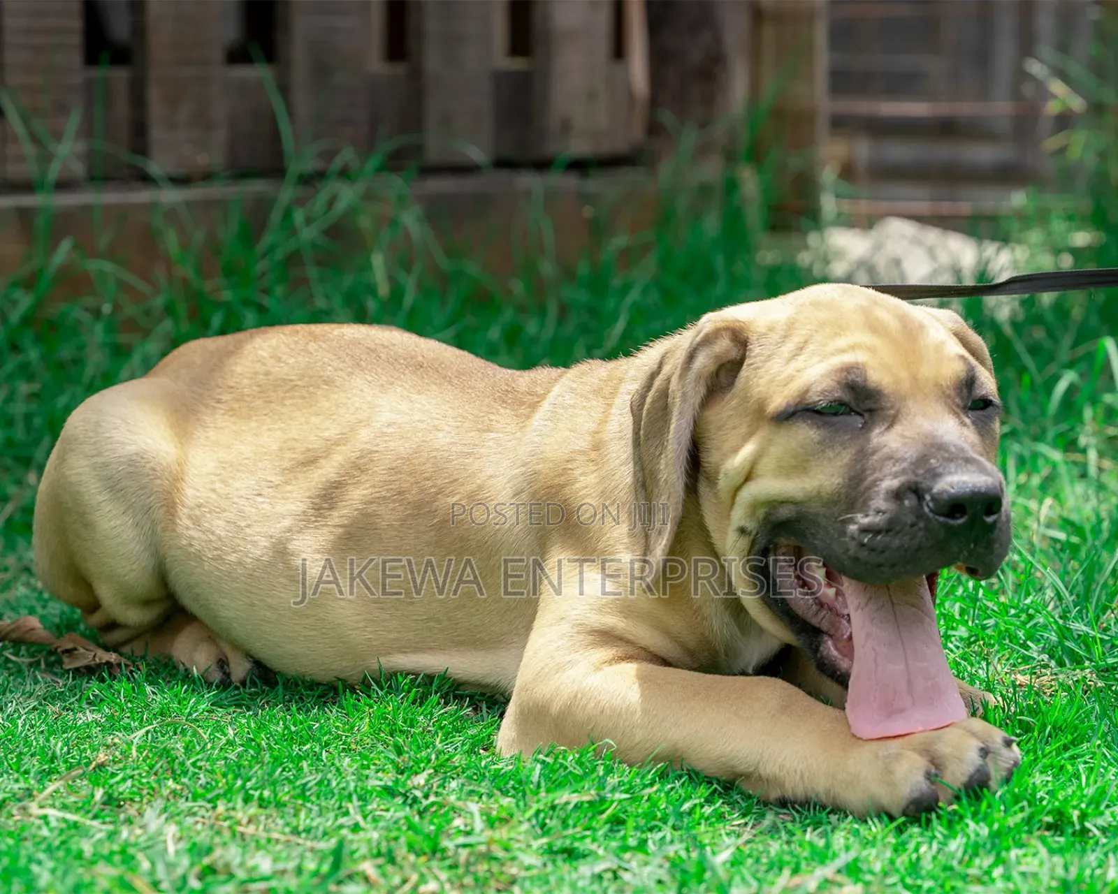 1-3 months Male Purebred Boerboel