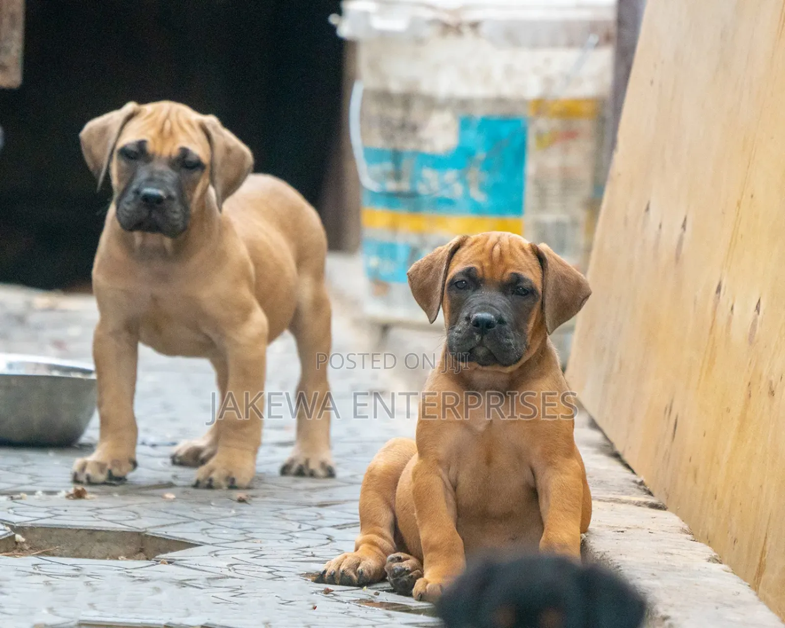 1-3 months Female Purebred Boerboel