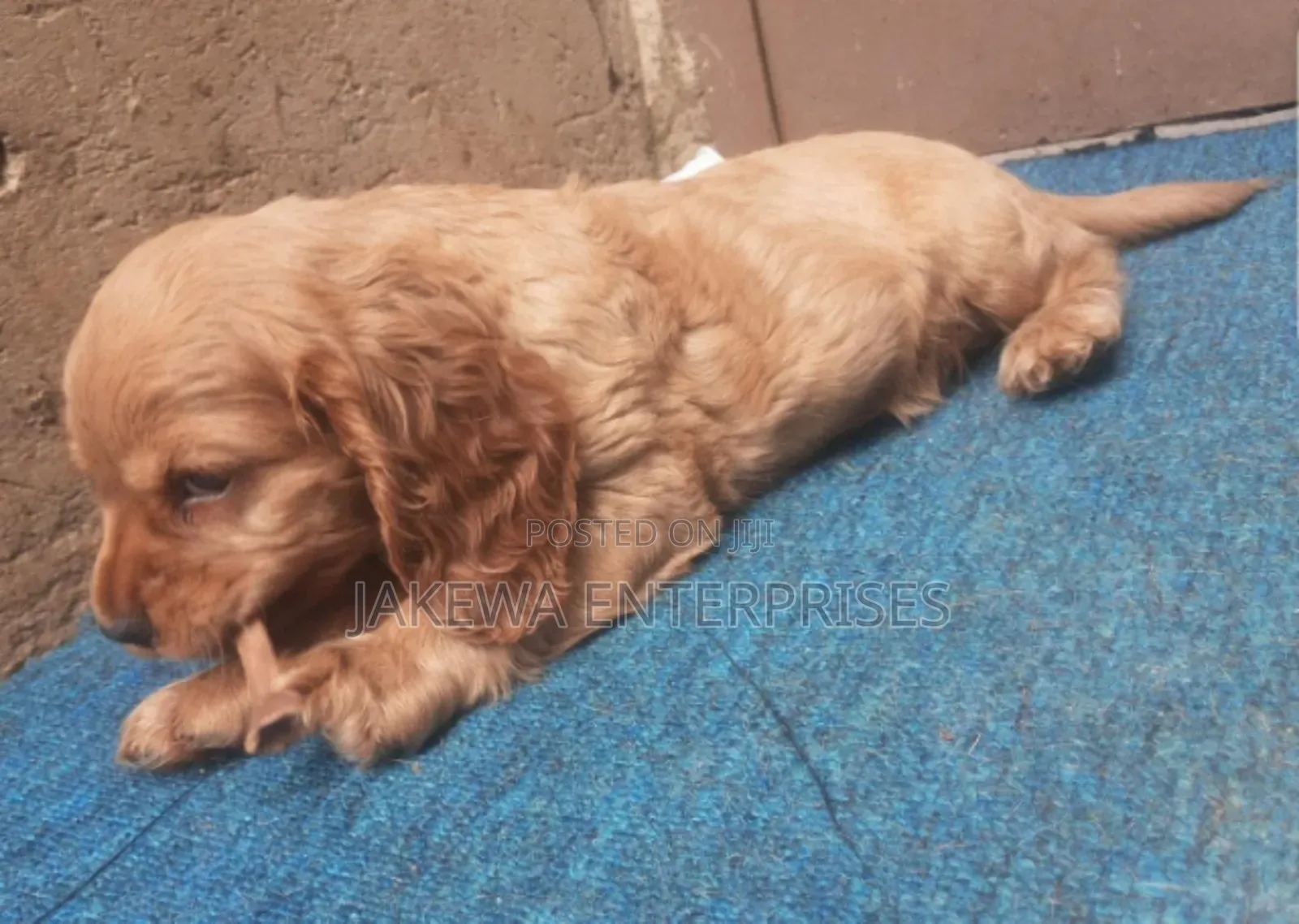1-3 months Female Purebred Golden Retriever