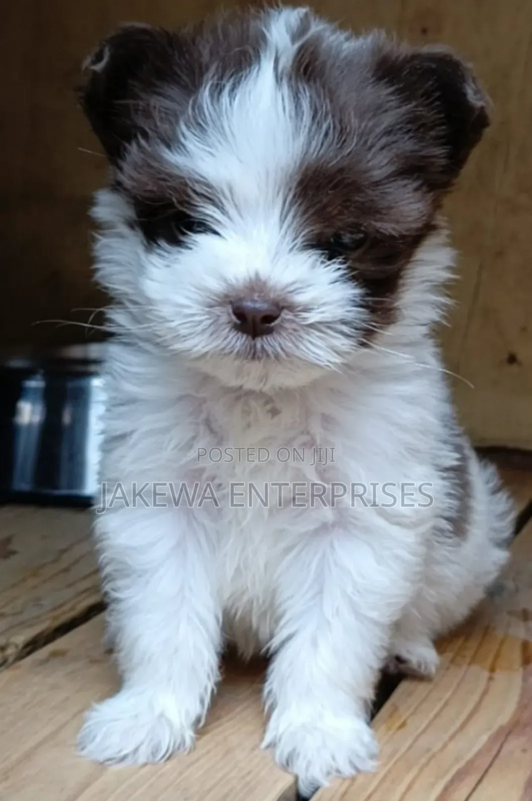 1-3 months Male Purebred Havanese