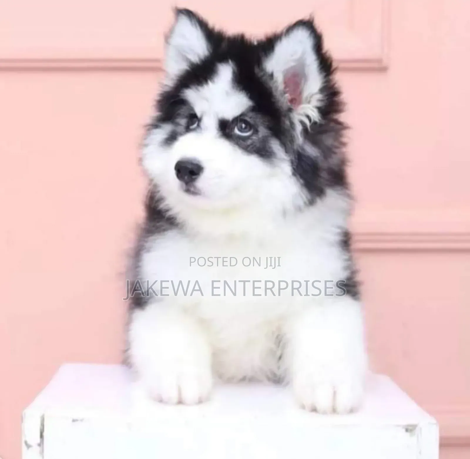 1-3 months Male Purebred Siberian Husky