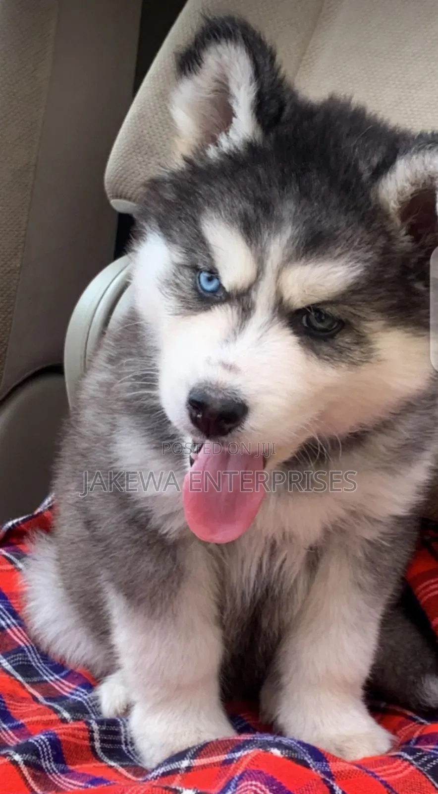 1-3 months Male Purebred Siberian Husky