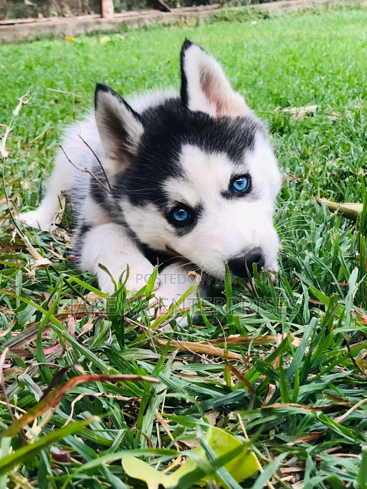 1-3 months Female Purebred Siberian Husky