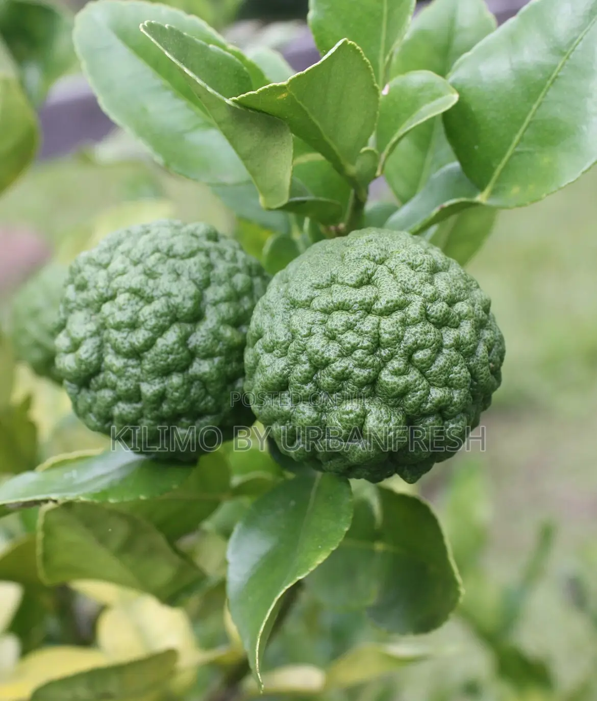 Kaffir Lime Seedlings Available