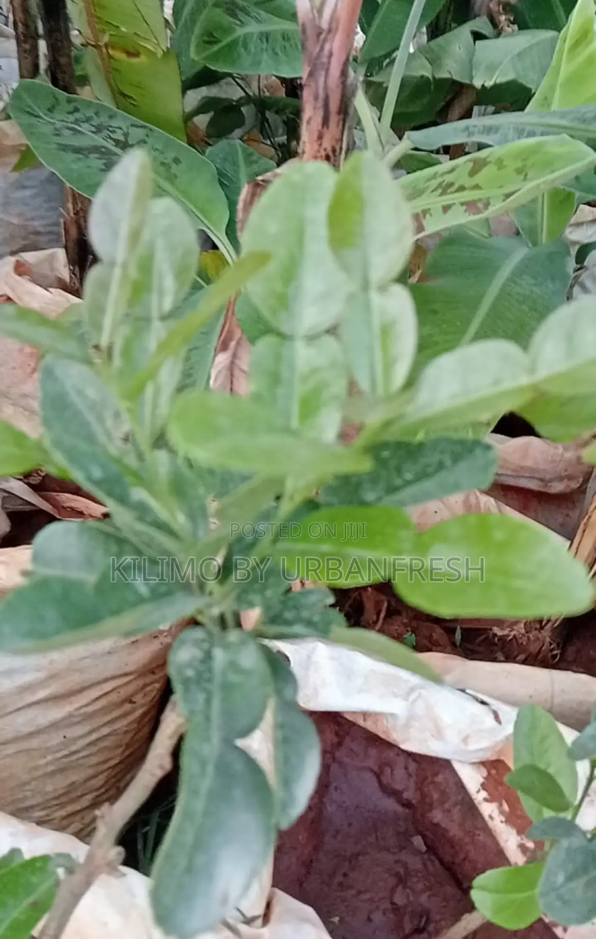 Kaffir Lime Seedlings Available