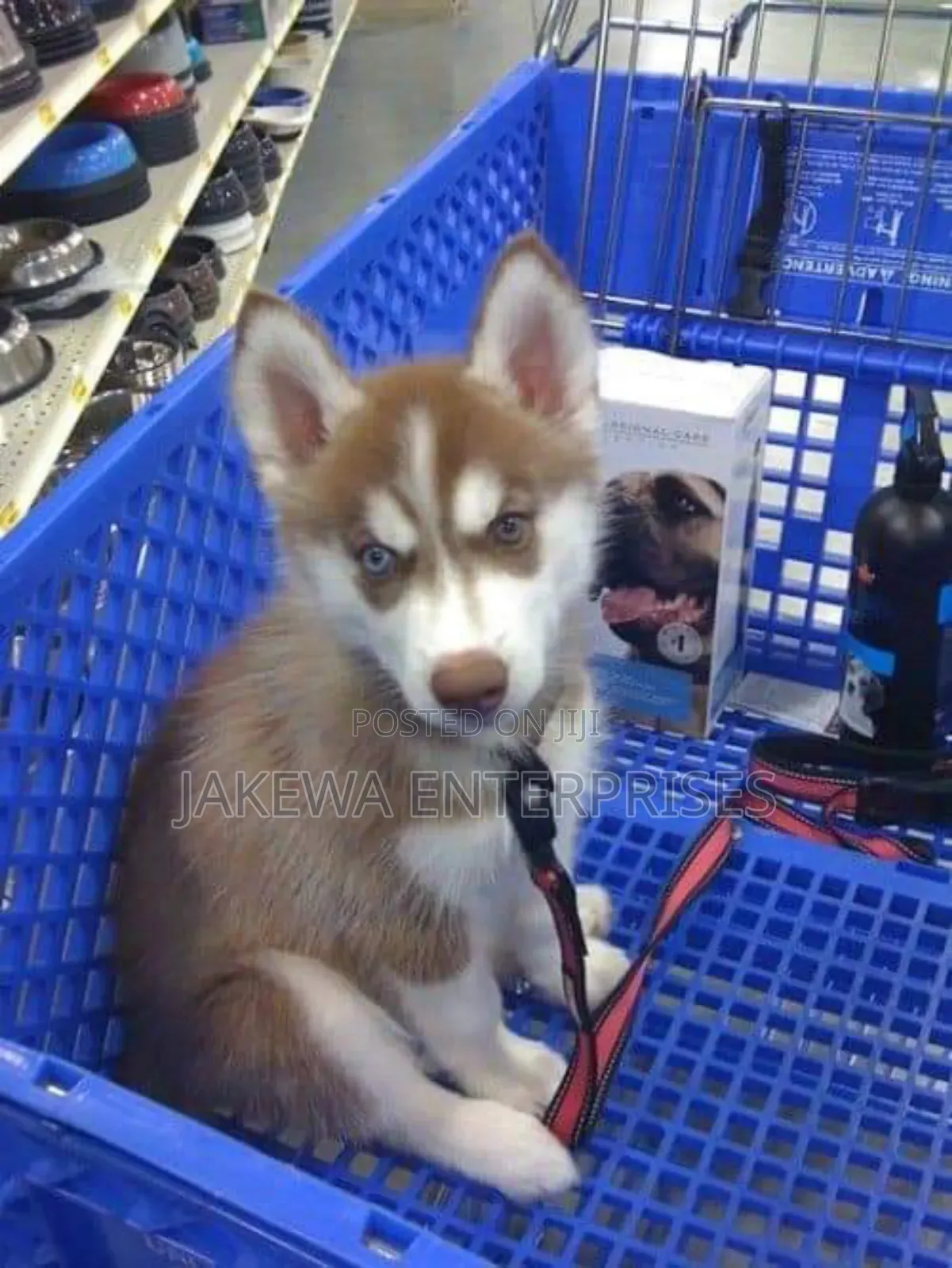 1-3 months Male Purebred Siberian Husky