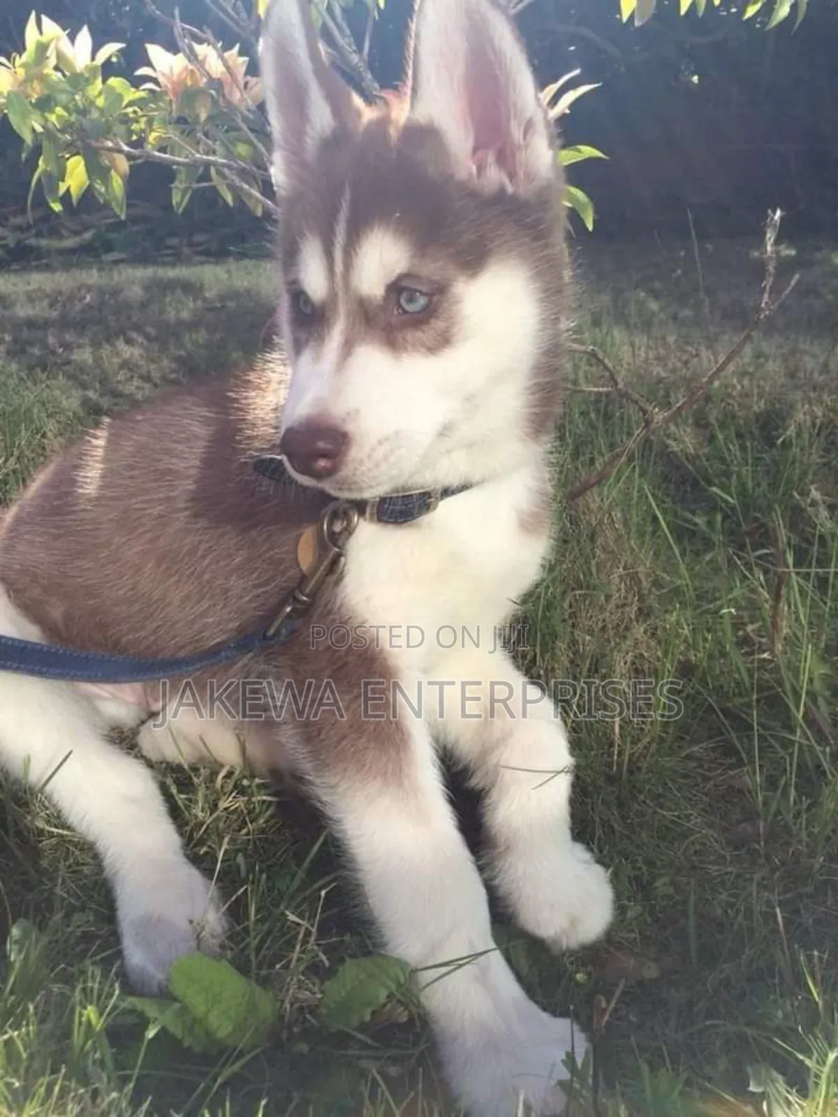 1-3 months Male Purebred Siberian Husky