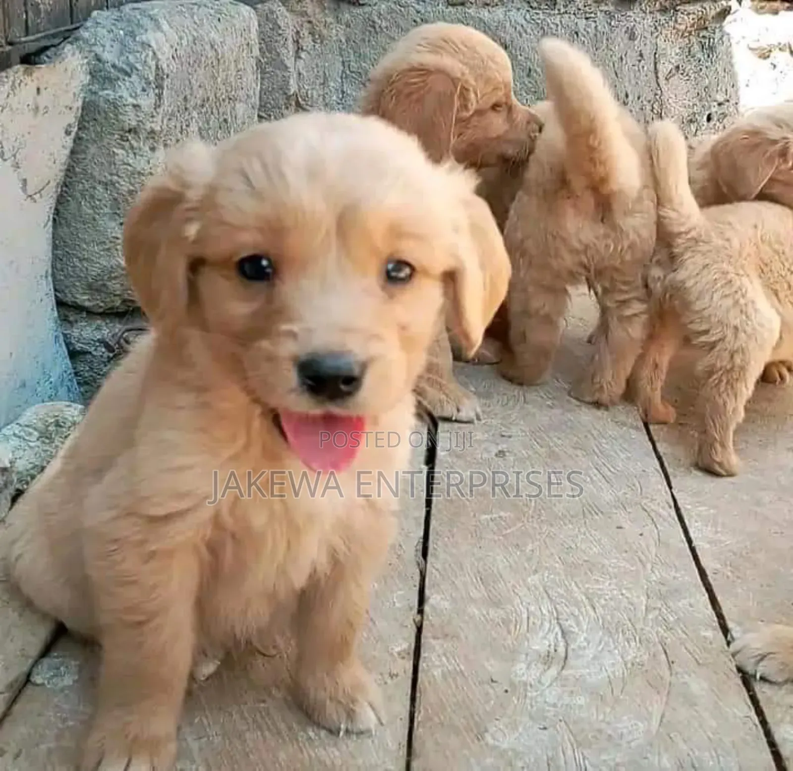 1-3 months Male Purebred Golden Retriever