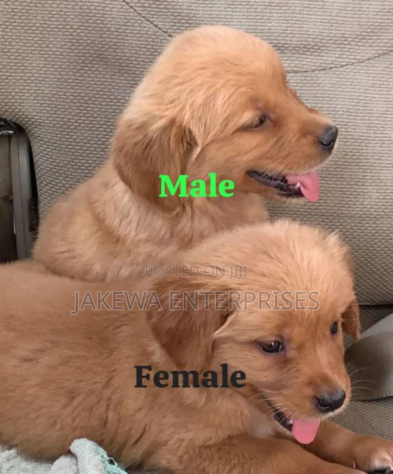 1-3 months Female Purebred Golden Retriever