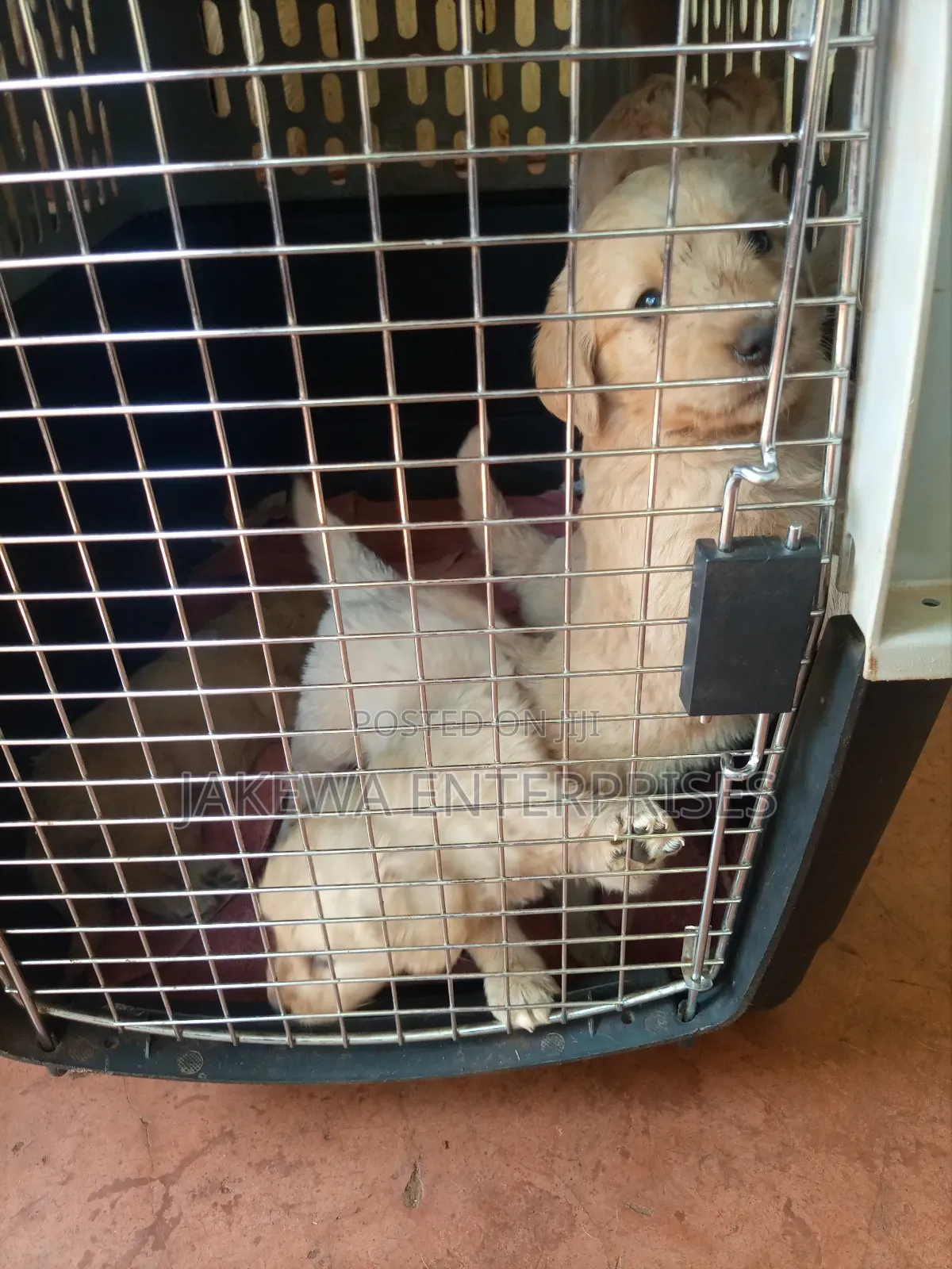 1-3 months Male Purebred Golden Retriever